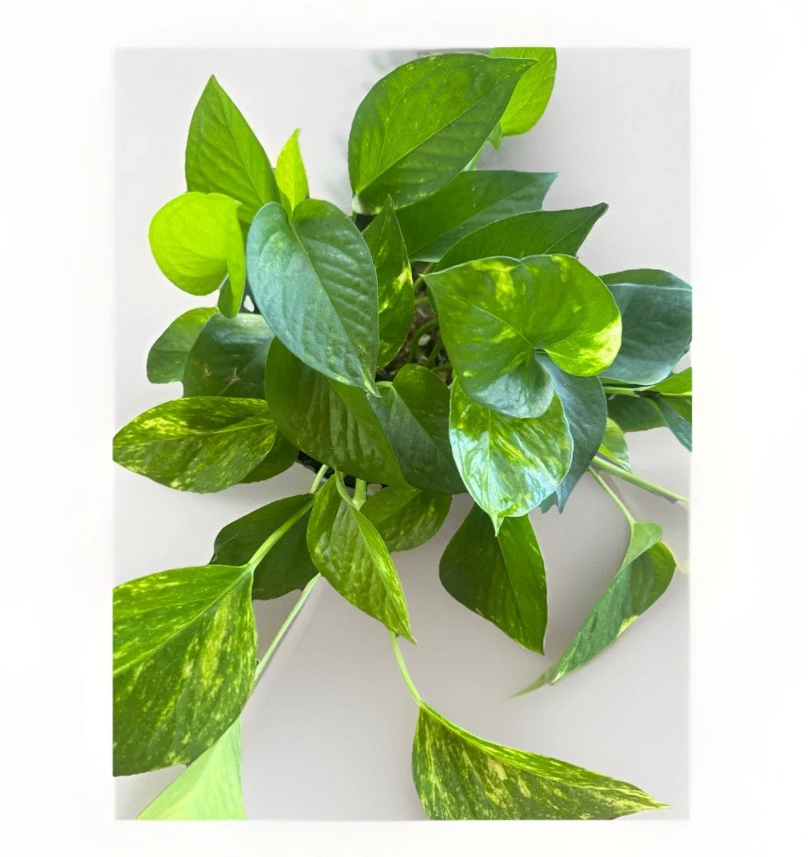 Golden Pothos Live Plant Cuttings - 5 Rooted, Indoor/Outdoor, Epipremnum aureum