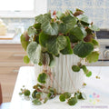 Strawberry Begonia Seeds - 25 Seeds for Garden Planting - Saxifraga stolonifera - USA Grown - Free Shipping