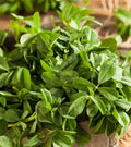 Fenugreek Herb Powder, Non-GMO, Heirloom, Various Sizes, Trigonella foenum-graecum