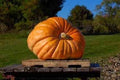 Pumpkin Seeds - Atlantic Giant Variety - Fresh Seed for Planting - Cucurbita maxima