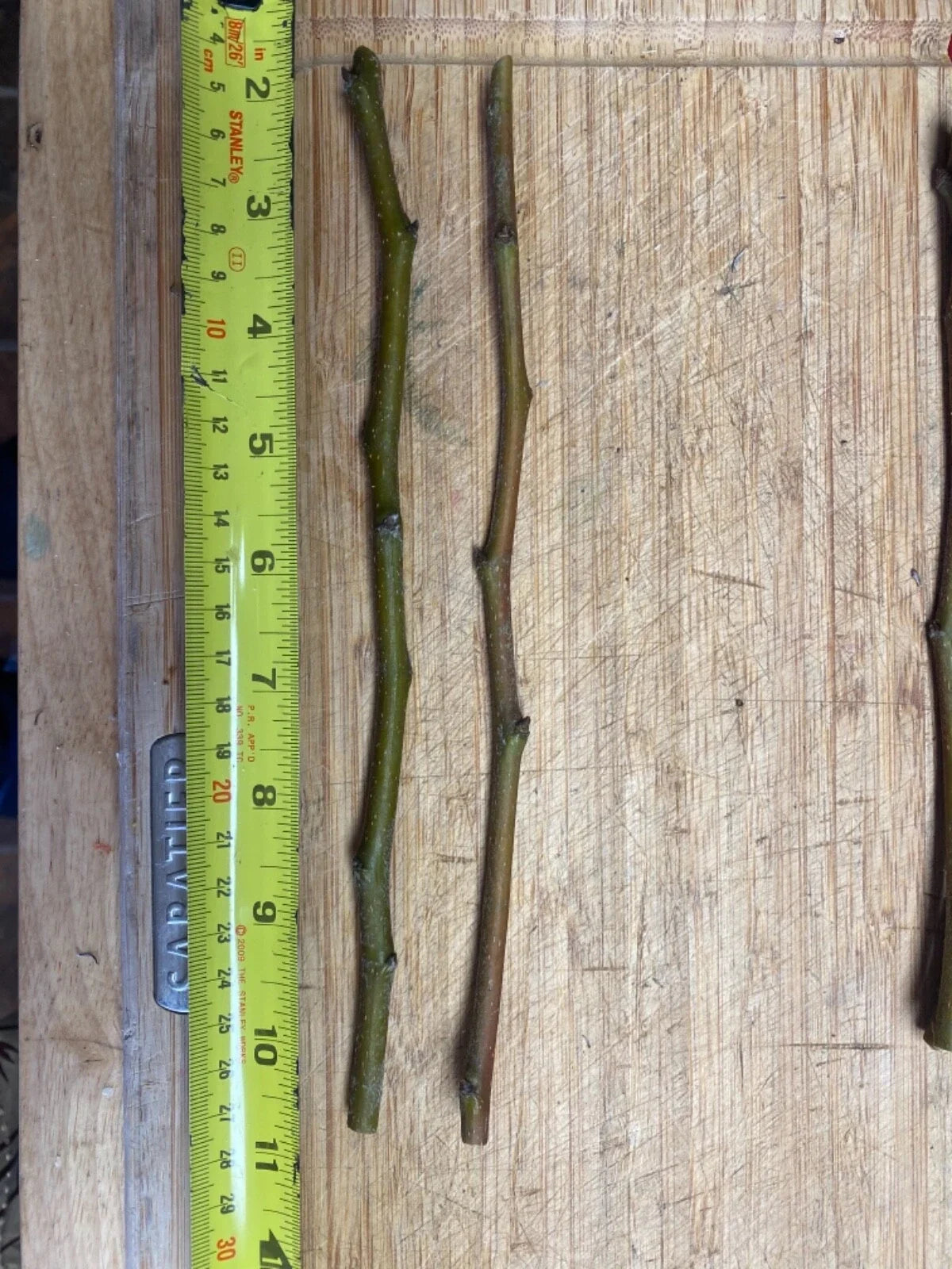 Fruit Tree Cuttings - Apple, Plum, Peach, Fig, Cherry, Mulberry - Scion Wood for Grafting (Malus, Prunus, Ficus, Morus)