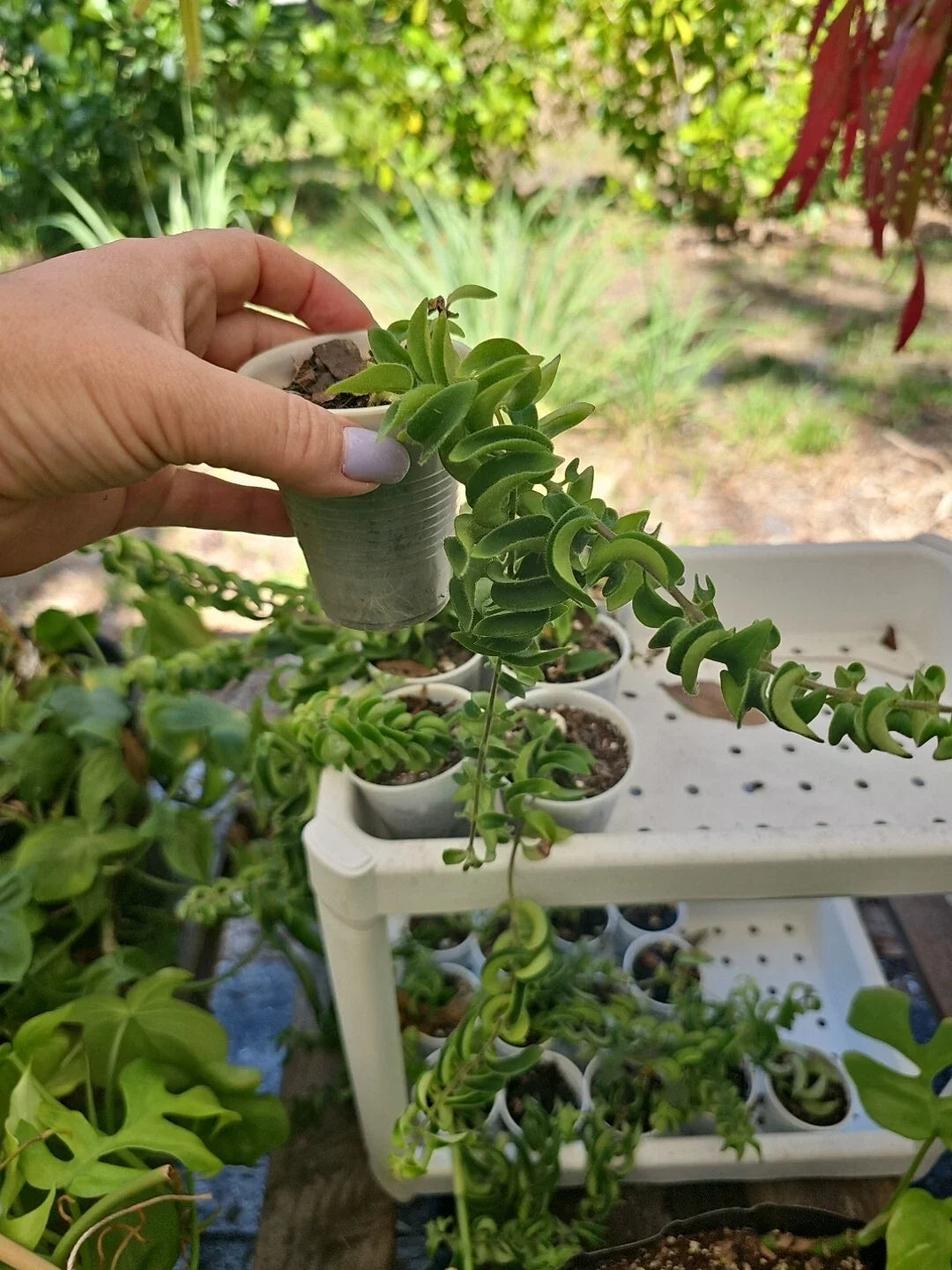 Lipstick Plant Aeschynanthus Twisted Rasta in 2.5" Pot - Rooted Indoor Houseplant