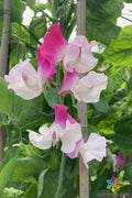 Sweet Pea Seeds - 50 Sunshine Pink Bicolour - Lathyrus odoratus - Garden Planting - USA