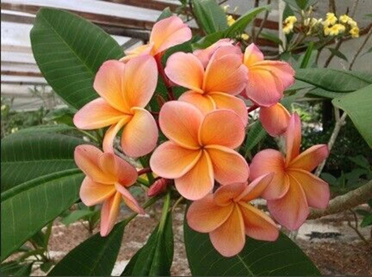 Light Pink Orange Plumeria Seeds | Perennial Flower Seeds | Frangipani | 5 Pack