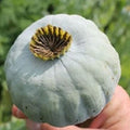 Giant Rattle Poppy Seeds - 10,000 Count - Papaver somniferum - Massive Blooms for Garden Planting