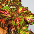 Superfine Rainbow Multicolour Coleus Seeds - 25+ Pack - Ideal for Garden - Coleus blumei