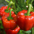 Yolo Wonder Improved Bell Pepper Seeds - 100+ Count - Non-GMO - Capsicum annuum
