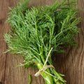 Dill Seeds 4000 Count Non-GMO Heirloom Bouquet Dill Anethum graveolens USA Seller