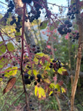 Aralia Spinosa Seeds - Walking Stick Plant - Berry Producing - Choose Your Quantity