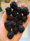 200 Organic Blackberry Seeds - Homegrown Edible Berry Bush Vine - Rubus fruticosus - USA Grown Garden Plant