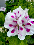 Geranium Live Plants 10-12" Tall White Vibrant Pink Perennial Pelargonium