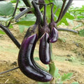 Organic Black Eggplant Seeds - 50 Pcs, Heirloom Vegetable for Garden Planting, Solanum melongena