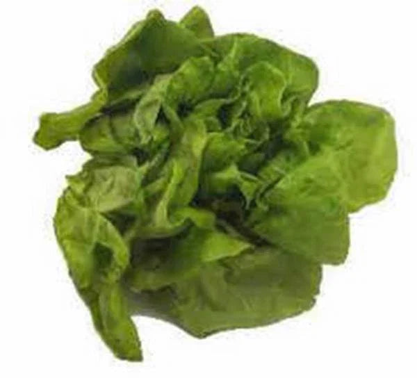 Heirloom Lettuce Seed Garden Collection, 4 Top Varieties, Non-GMO Seeds, Organic Gardening