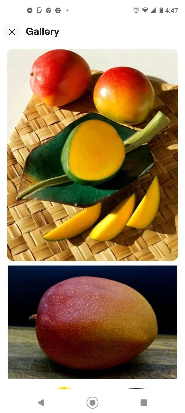 Kent Mango Seeds - 4 Fresh USA So Sweet Mangifera indica