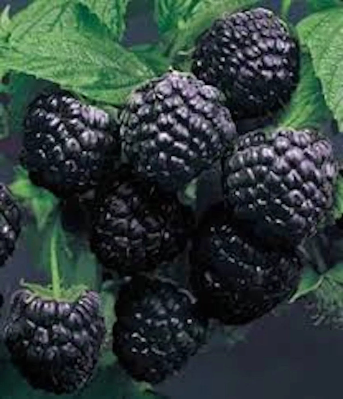 Cumberland Black Raspberry Plant 1-2 Years Rubus occidentalis Hardy Disease-Resistant Fruit Plant for Home Garden