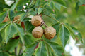Buckeye Tree Seeds for Planting, 2 Pack, State Tree of Ohio, Aesculus glabra