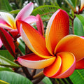 Orange Plumeria Seeds - 5 Perennial Hawaiian Flower Seeds - Plumeria spp.