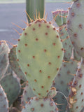 Prickly Pear Cactus Cutting - 1 Pad - Opuntia Macrocentra - Drought-Tolerant Succulent Plant