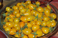 Yellow Pear Tomato Seeds - Heirloom, Non-GMO, Fresh - Solanum lycopersicum