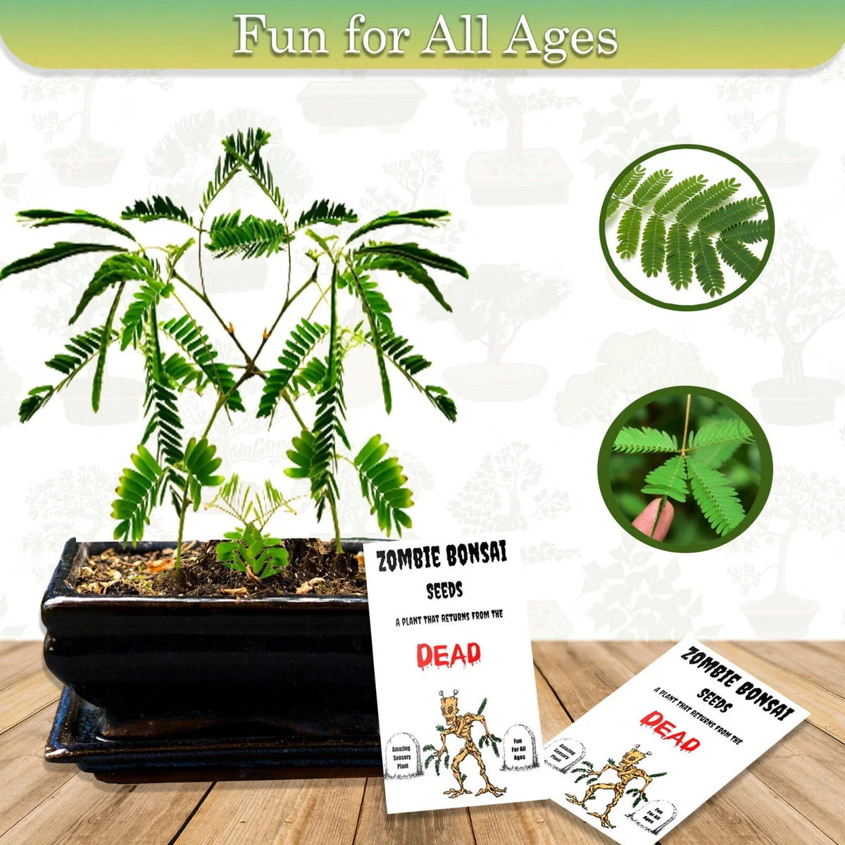 Zombie Bonsai Seeds Packets (2 Pack) - Unique Sensory Plant, Indoor Gardening, Zelkova serrata