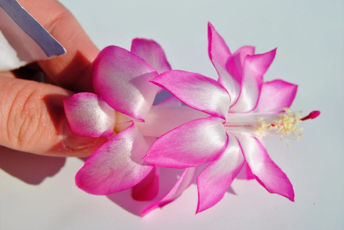 Christmas Cactus Starter Plant - May Queen - Schlumbergera Truncata - Healthy Well-Rooted Plant for Indoor Gardens