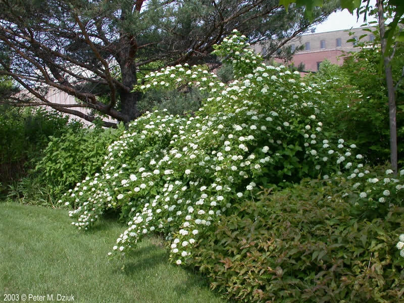 Ninebark Plant 12-18 Inches Live Bare Root Physocarpus opulifolius - Hardy Shrub for Zones 5-9, Perfect for Landscaping
