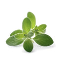 Sweet Marjoram Seeds - 100 Pack - Edible Culinary Medicinal Herb - Origanum Majorana