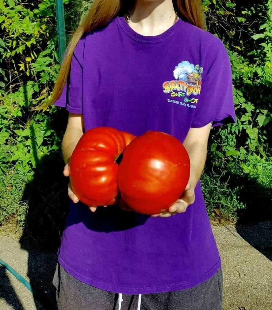 Big Zac Tomato Seeds - 30 Count - World Record Size - Rare Heirloom Variety - Solanum lycopersicum