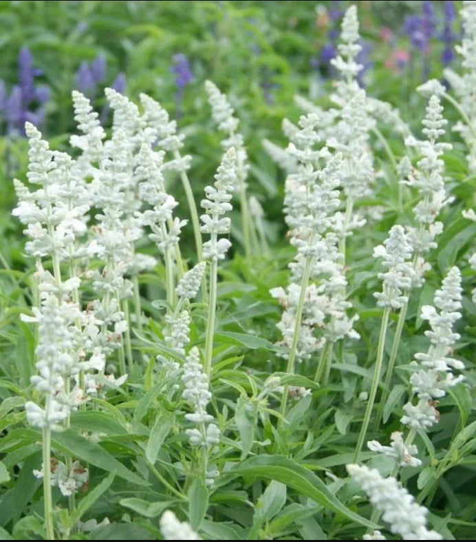 Salvia Seeds 200 Count Victoria Series White Flowers Non-GMO Pollinator-Friendly Plant (Salvia)