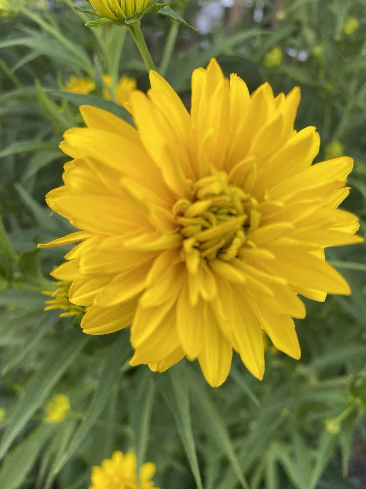 Golden Ball Rudbeckia Bare Roots - 5 Pack, Echinacea Variety for Immediate Planting