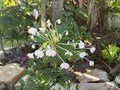 Musical Note Cuttings - 8 Clerodendrum incisum - Decorative Indoor Plant Cuttings for Gardening