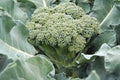Broccoli Seeds, 500+ Heirloom Waltham 29, Delicious and Healthy Brassica oleracea