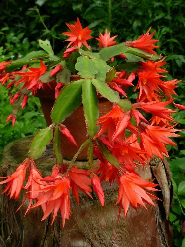 Epiphyllum Orchid Cactus Cutting 6"-10" | Fresh Plant | Succulent Variety | Epiphyllum spp.