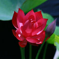 Red Lotus Seeds - 5 Hardy Tropical Nelumbo nucifera Flowering Blooms for Aquatic Gardens
