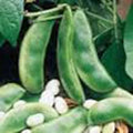 Lima Bean Seeds, 20+ Non-GMO Henderson Bush Variety, Great Tasting and Healthy, Phaseolus lunatus