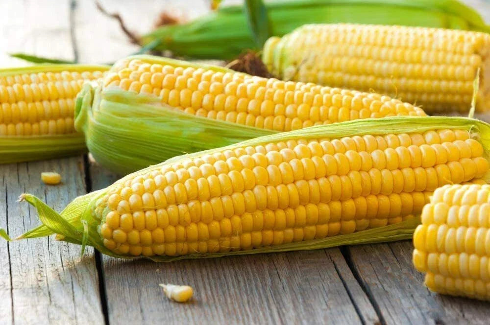 Yellow Sweet Corn Seeds 100 Count Hybrid "Incredible Corn" Zea mays