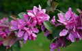 Harry Baker Crabapple Seeds - 25+ Pack for Garden Planting - Malus angustifolia - USA