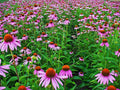 Echinacea Seed Pack - 250+ Fresh Herb Flower Seeds - Purple Coneflower (Echinacea purpurea)