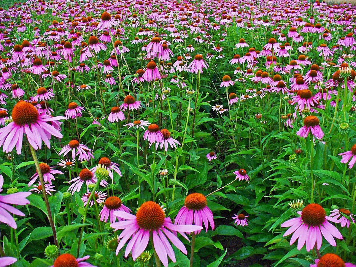Echinacea Seed Pack - 250+ Fresh Herb Flower Seeds - Purple Coneflower (Echinacea purpurea)