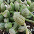 String of Watermelon Plant | Senecio herreianus | Live Cacti Succulent | Indoor Houseplant, Easy Care Succulent