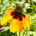 Clasping Coneflower Seeds - Yellow Variety for 2025 Planting - Dracopis Rudbeckia
