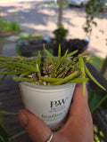 Hoya Linearis Starter Plant - Rooting Well with New Growth - Hoya Species for Indoor Plant Lovers