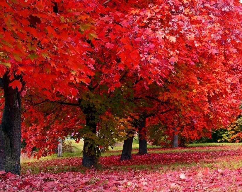 Red Maple Tree Seedlings | Live Plant | Acer rubrum | Ideal for Landscaping
