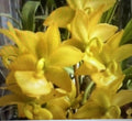 Orchid Plants Small Bulb Bare Root Cyc TAiyhoung No 1 - Exotic Flowering Orchid for Home Garden