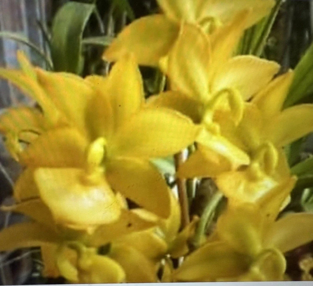 Orchid Plants Small Bulb Bare Root Cyc TAiyhoung No 1 - Exotic Flowering Orchid for Home Garden