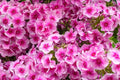 Phlox Seeds 100+ Count Monica Lynden-Bell Variety for Garden Planting - USA