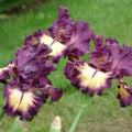 Iris Rhizome - Blood Moon Variety - Iris Germanica - Perennial Flower Plant