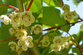 Clark Male Kiwi Pollinator Plant - Live Rooted Starter - Actinidia deliciosa - Ideal for Zones 4-8