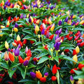 5 Color Pepper Plant Seeds | 25+ Seeds | Exotic Varieties for Planting | Capsicum annuum