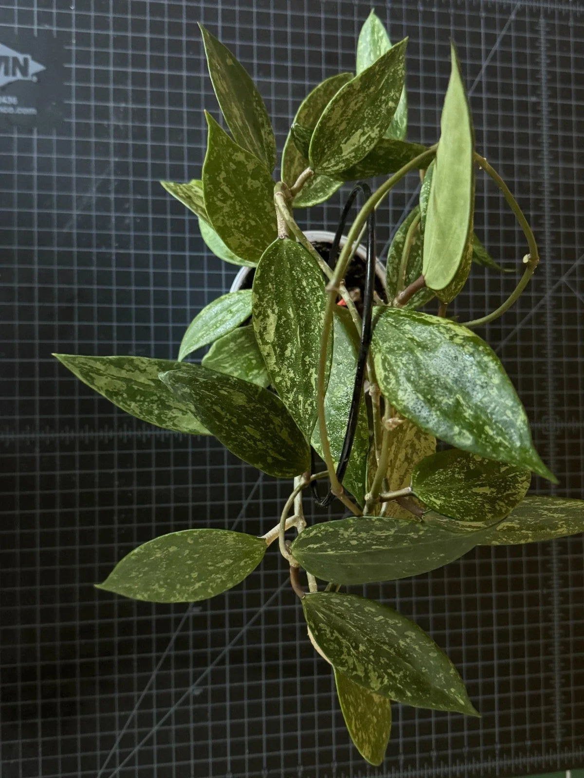 Hoya Cutting 1 Node Hoya Rangsan (Hoya sp.) - Rare Indoor Plant Propagation